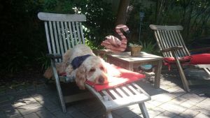 Teak Steamer Chairs with Pets - Goldenteak Customer Photo