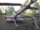 Teak Sun Lounger withstands a fallen tree